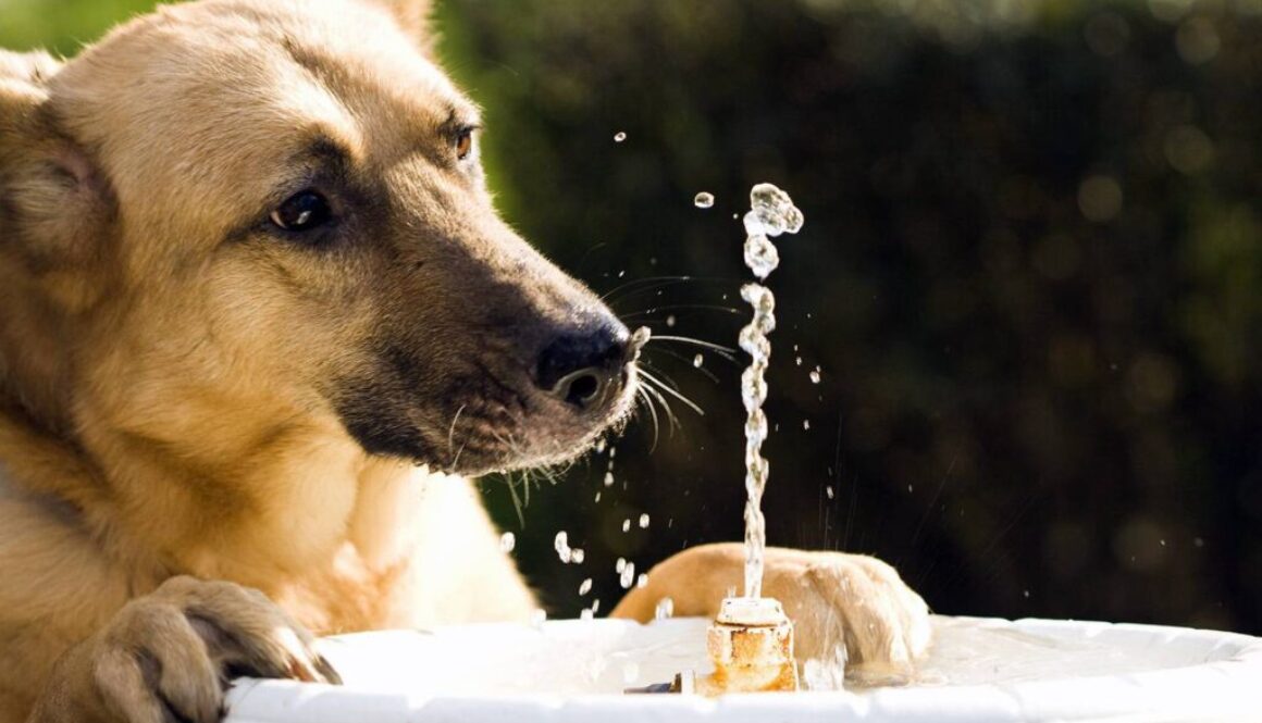 Preventing_Heat_Stress_in_Dogs_Belgian_Shepherd_stands_up_to_drink_from_outdoor_fountain