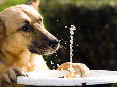 SUMMER SAFETY: PREVENTING HEAT STROKE IN DOGS