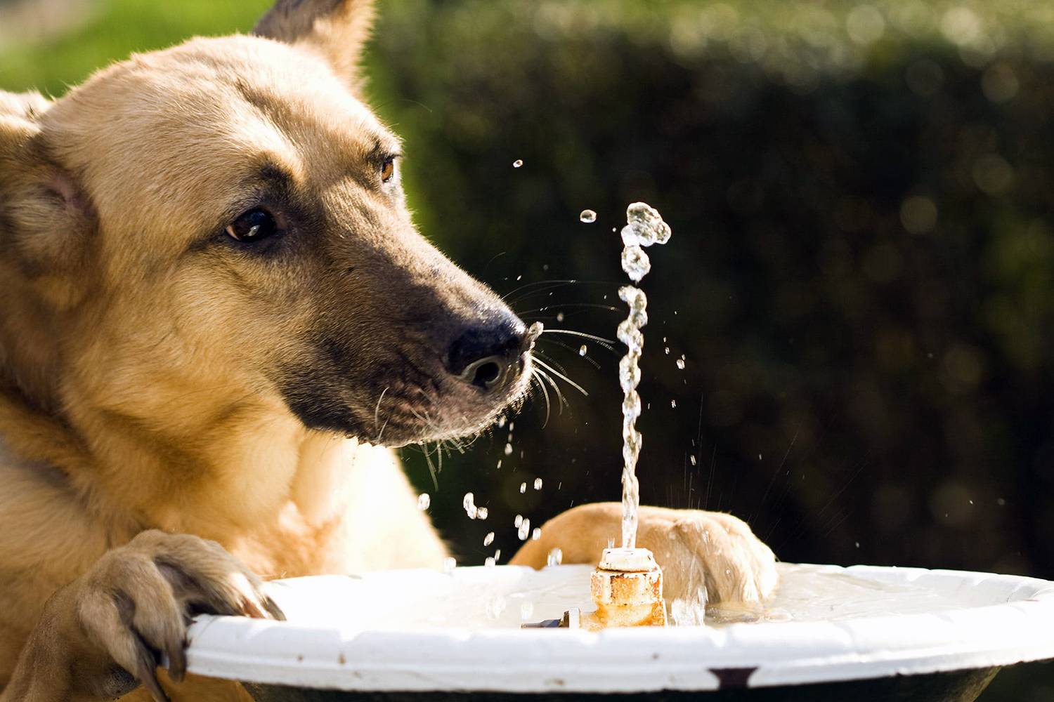 do dogs stop eating in hot weather