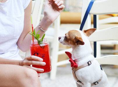 8 TIPS TO KEEP PETS COOL & HYDRATED
